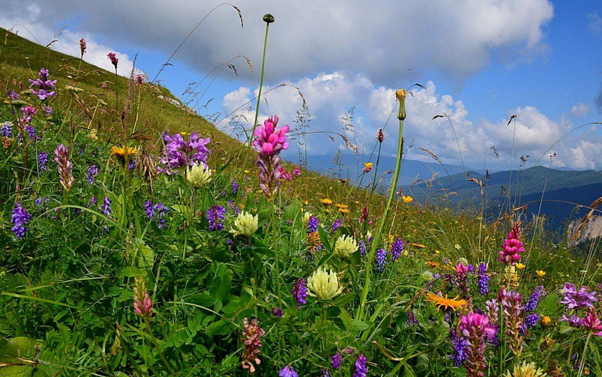 Пейзаж степи Забайкалья саранки