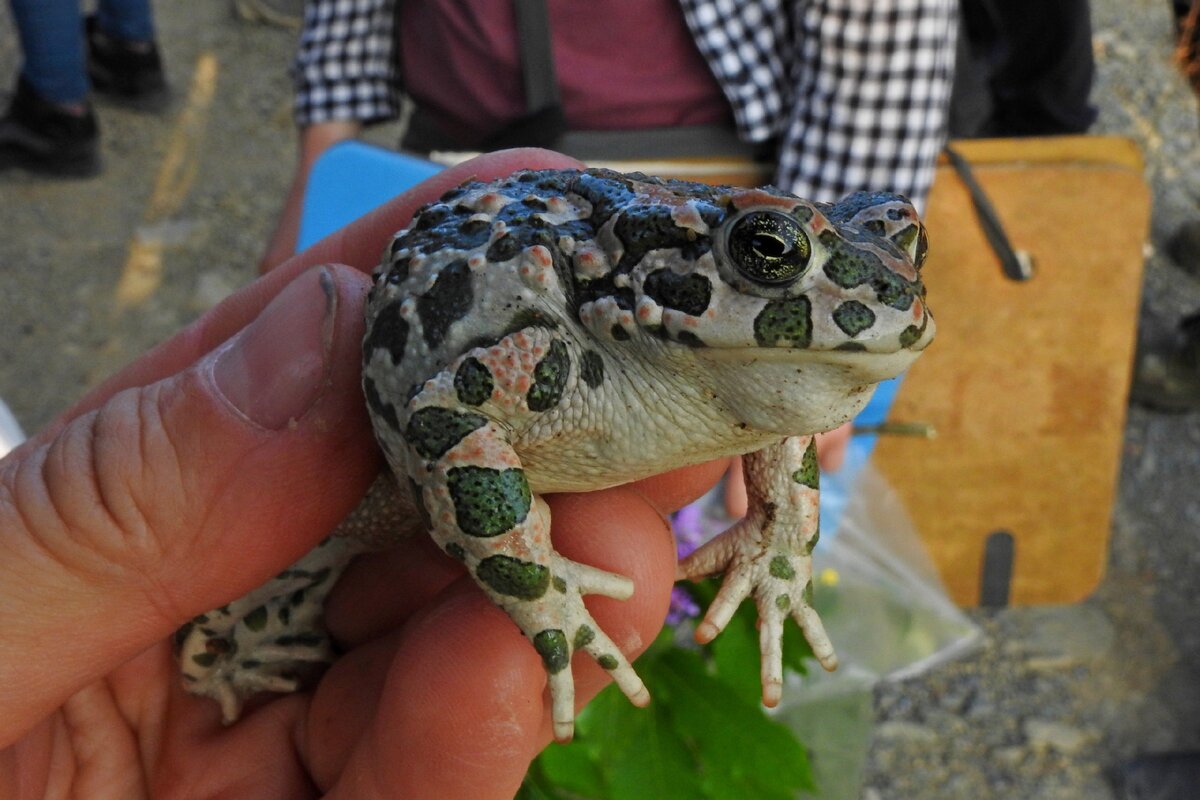 Земноводные Крыма: Зелёная жаба (Bufotes viridis, или Bufo viridis  Laurenti, 1768.) | Чердак А.Б. Репетитор по биологии и химии. | Дзен