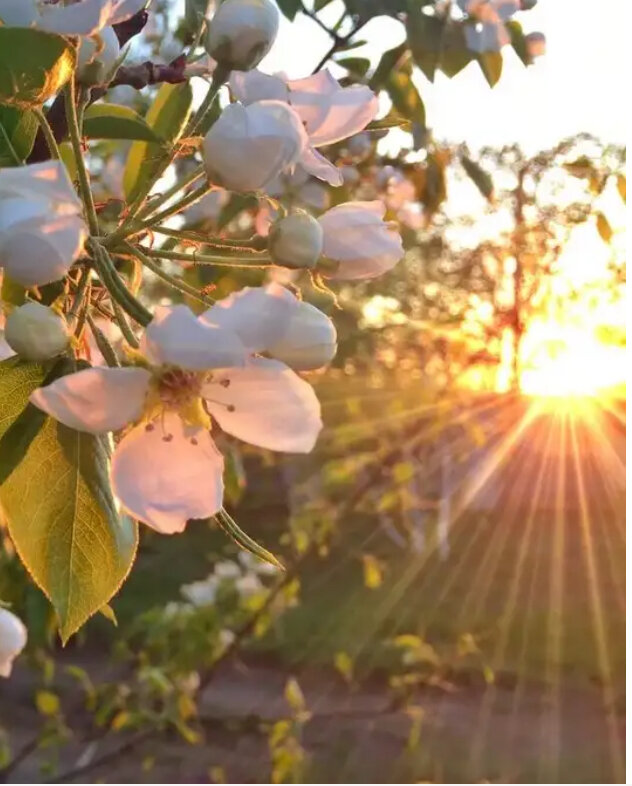 Фото:моё Цветение груши