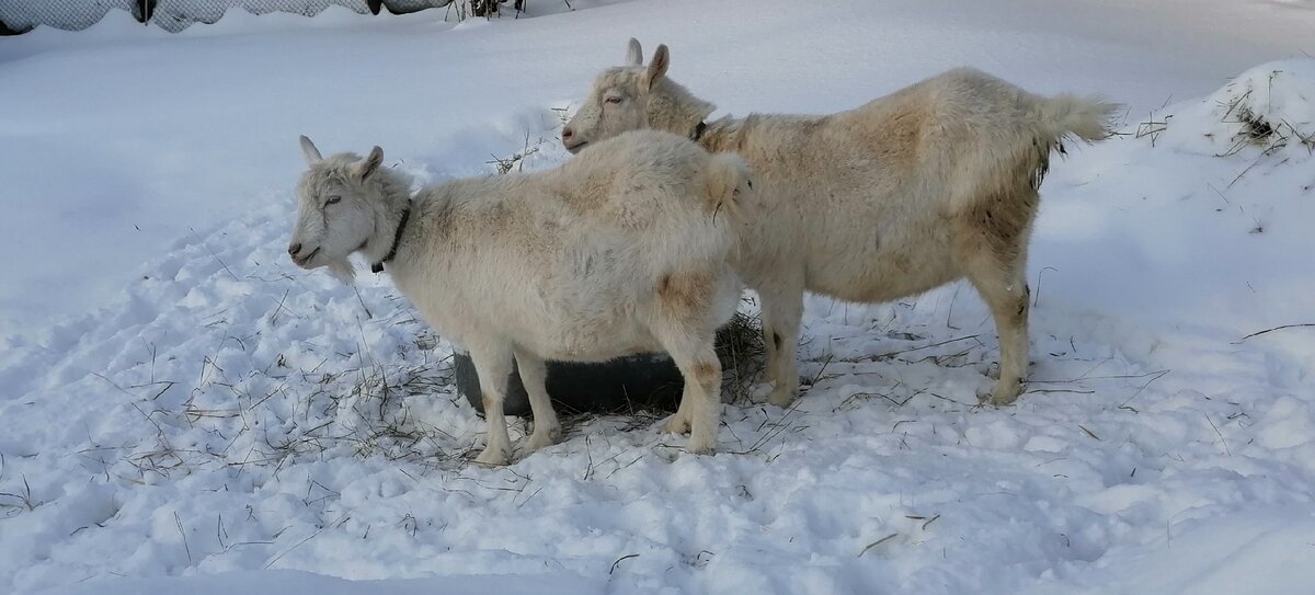 Яна и Аля