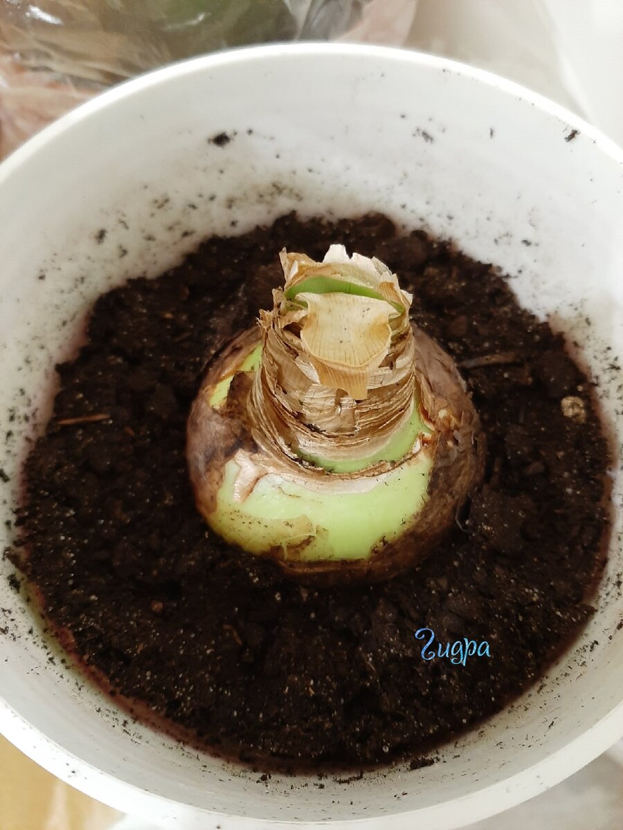 Маленькая луковица. Личное фото