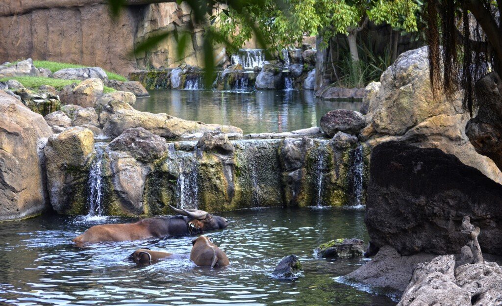 Зона экваториальной Африки