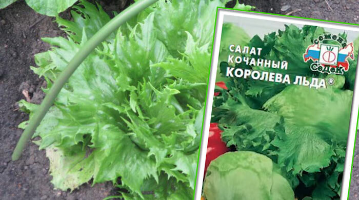 Хрустящий, вкусный аппетитный салат можно использовать в приготовлении всевозможных салатов.