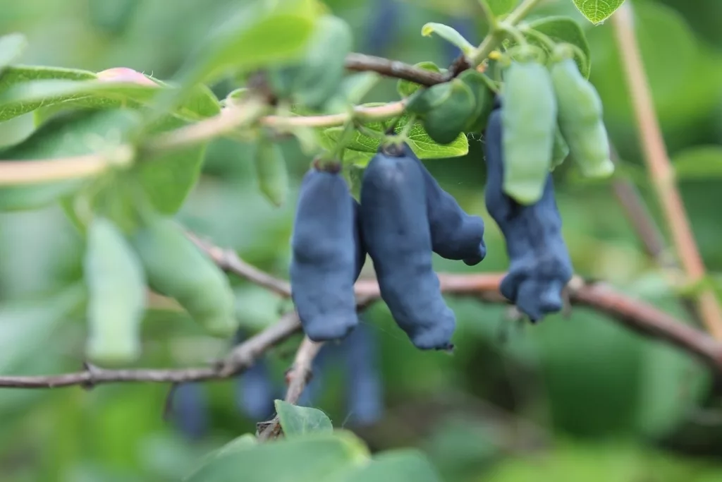Жимолость съедобная. Жимолость съедобная ленита. Мумий тролль жимолость. Lonicera kamtschatica. Мумий тролль жимолость клип.