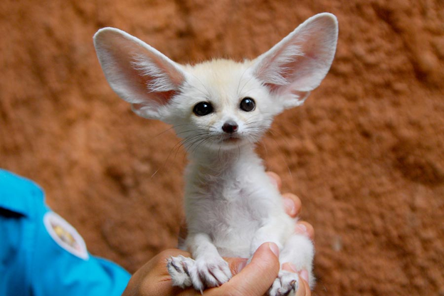 Лиса?) Не похож зверёк на лису...