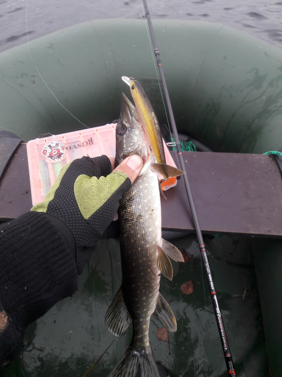 и мелкую щуку ловит всегда. 