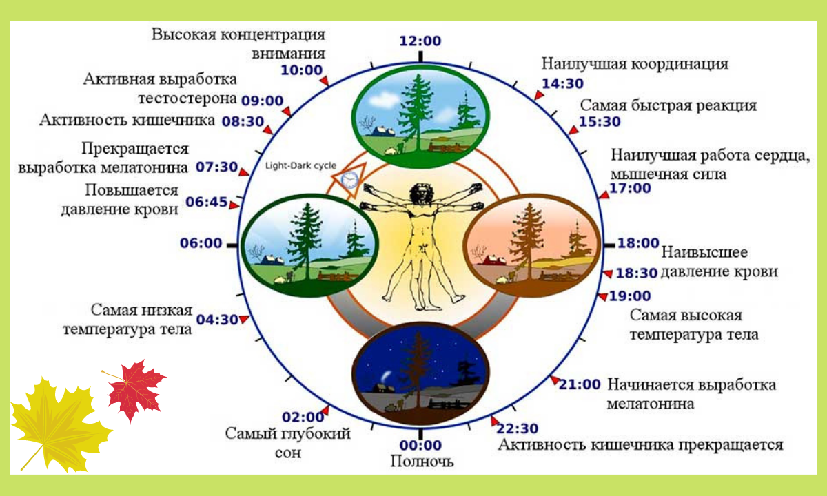 циркадные биоритмы человека. биоритмы циркадные ритмы. суточные ритмы человека. циркадный ритм организма. суточные биологические ритмы.