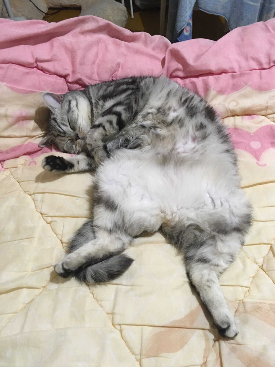 Это моя кошка Шайни