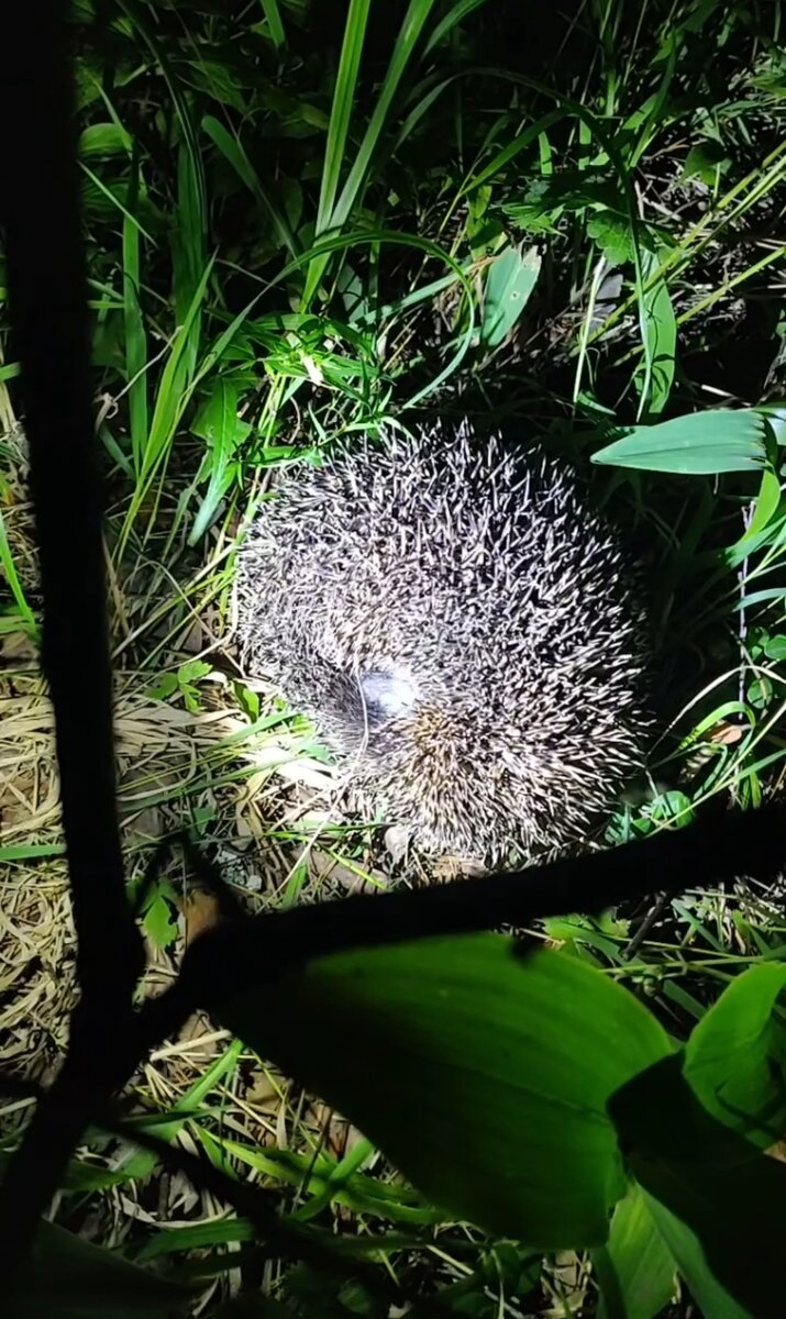 Ёж свернулся клубочком