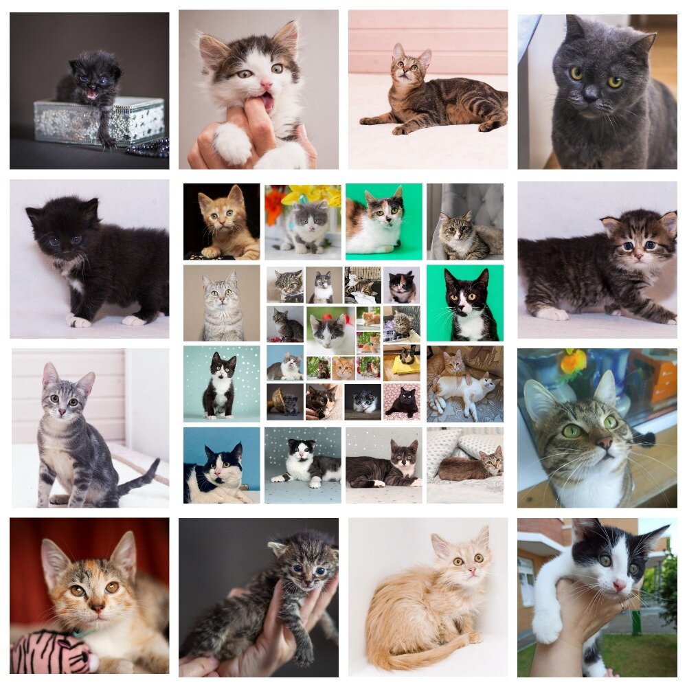 Котики частных кураторов