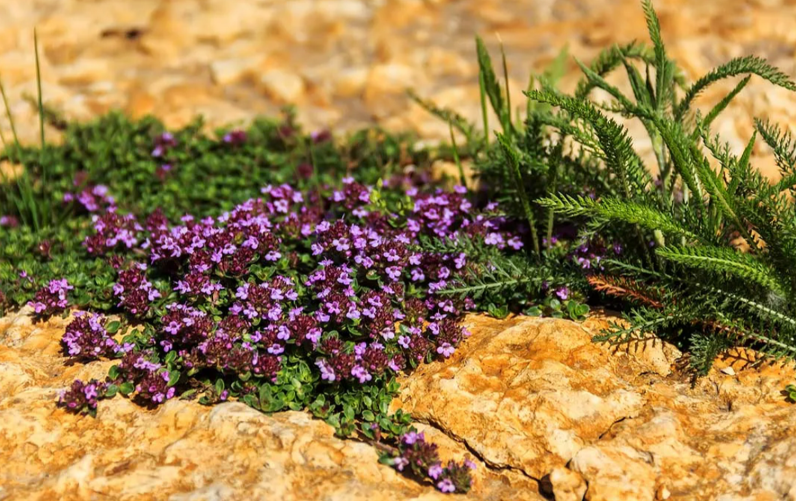 Чабрец другие названия травы. Тимьян (чабрец). Thymus serpyllum. Чабрец ползучий. Чабрец полевой.