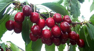 Черешня получила распространение в южных регионах, так как совершенно не переносила морозов. Позднее селекционеры приложили немалые усилия для того, чтобы создать сорта, пригодные для произрастания в средней полосе России и даже на Урале. Одним из таких сортов является черешня Тютчевка. Необходимо знать особенности данного вида, условия произрастания и правила ухода.