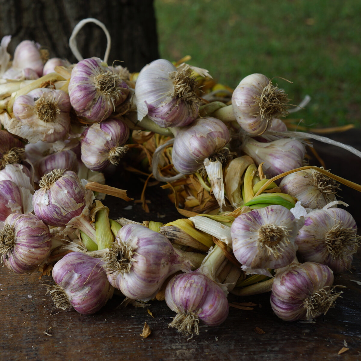 Чеснок в косах