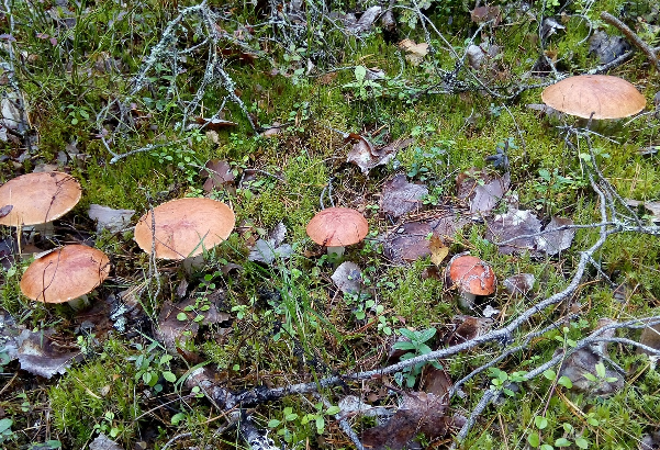 Семейка подосиновиков (фото автора). Собирать грибы при такой урожайности даже не азартно