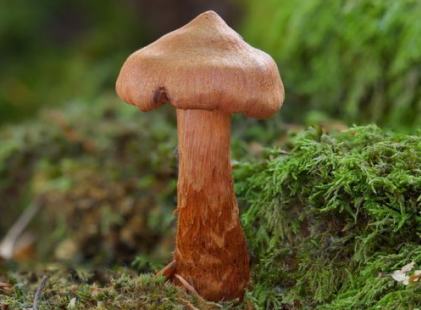 Паутинник красивейший (источник: Pinterest) 