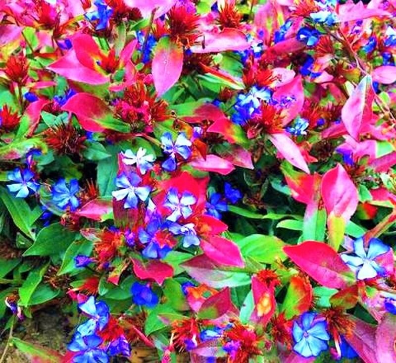 Листайте галерею. Цератостигма – яркая фаворитка осеннего сада. Фото с сайта: https://clck.ru/XyEP7.