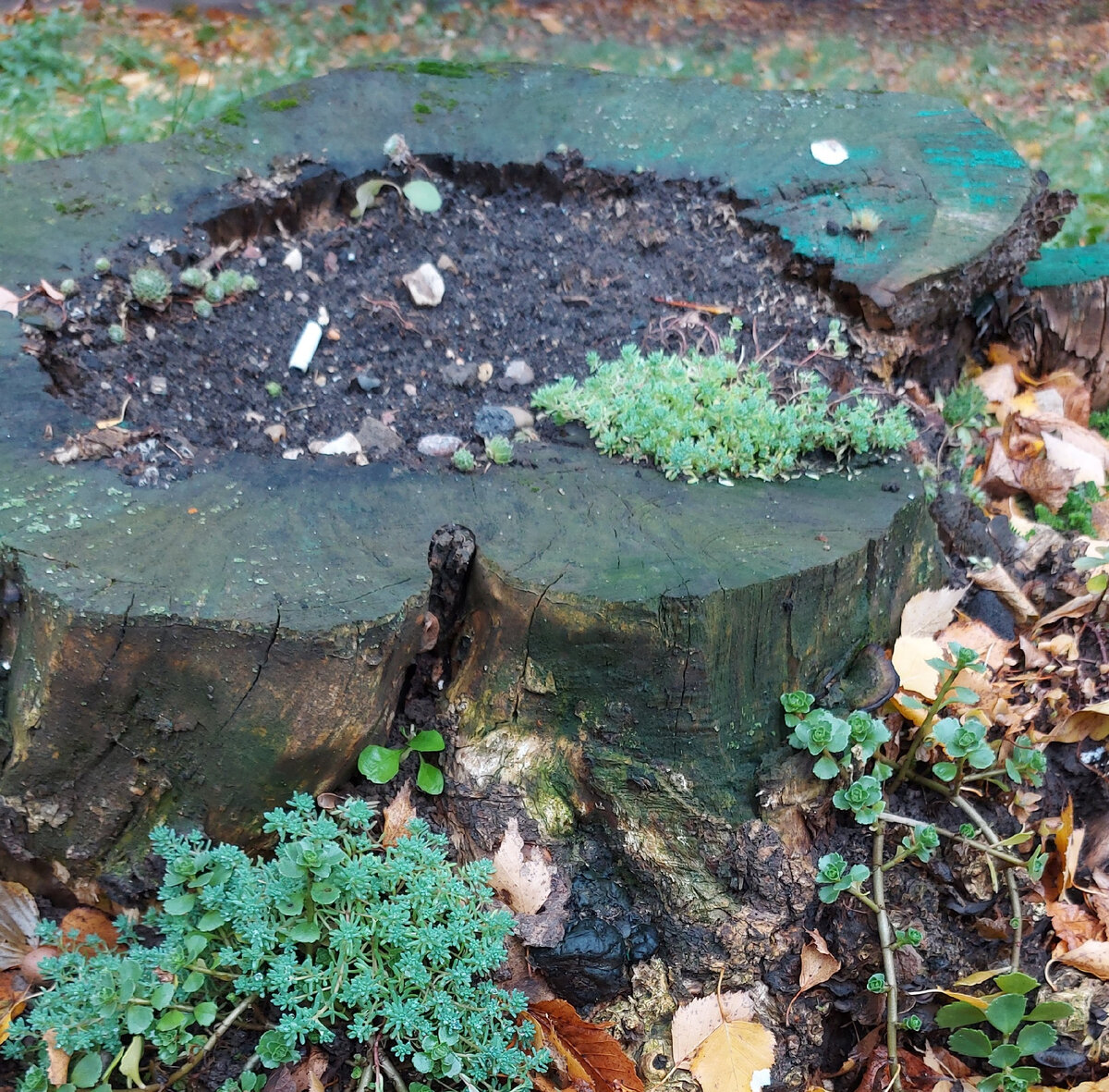 Но теперь мой пень вот такой