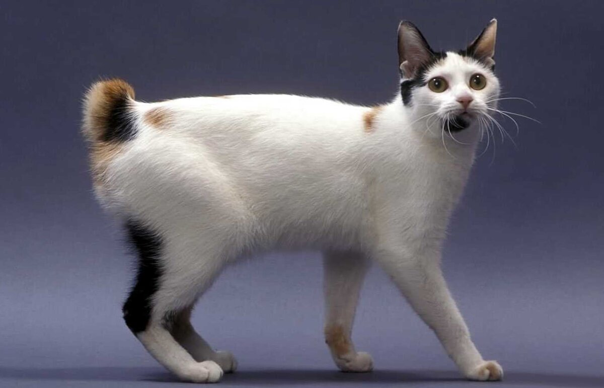 Японский бобтейл. Фото из Интернета.