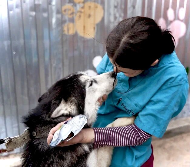 Норд ищет семью! 