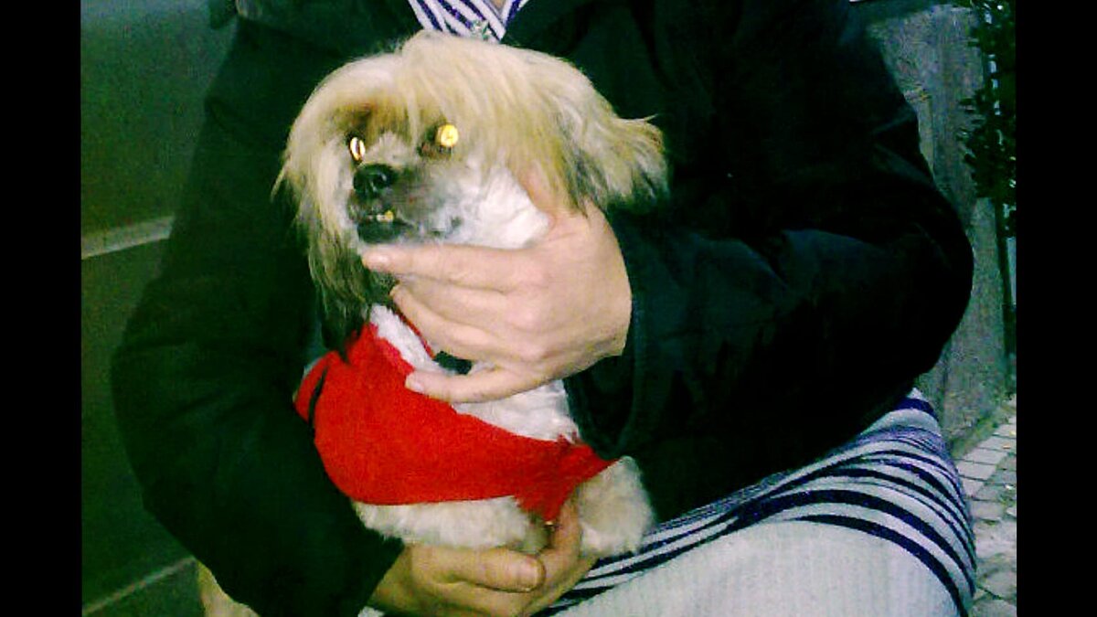 Наша "красавица" Люська. Листайте галерею.