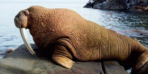 Взято с Яндекс. Картинки.