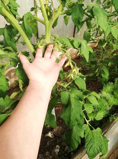 Первая кисть гибрида Мазарини.