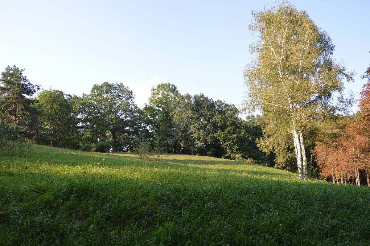 Как ни странно, но в нашем регионе березы редкость. Инвестиции в нашу экономику, тоже пока редкость. Изменения будут?