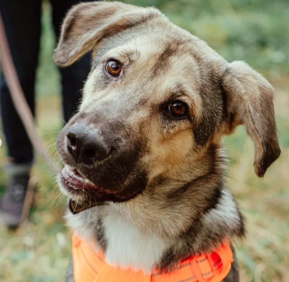 Бейли,8 месяцев. ИЩЕТ ДОМ! 