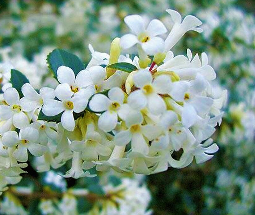 Osmanthus delavayi