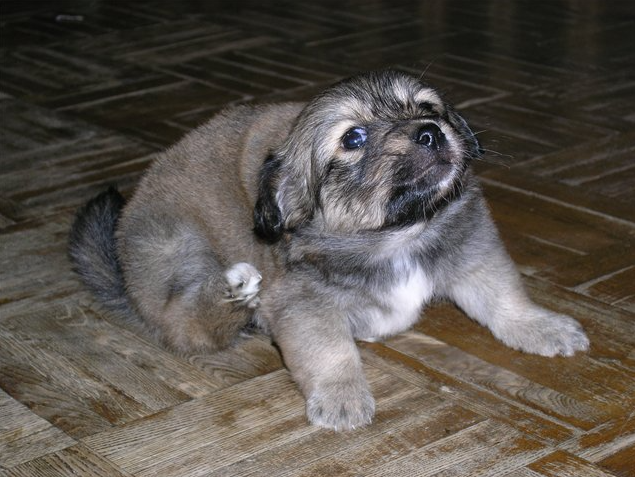 Щеночек русской каштанки (Фото: http://vladmama.ru/forum/viewtopic.php?f=1273&t=12244#p199794)