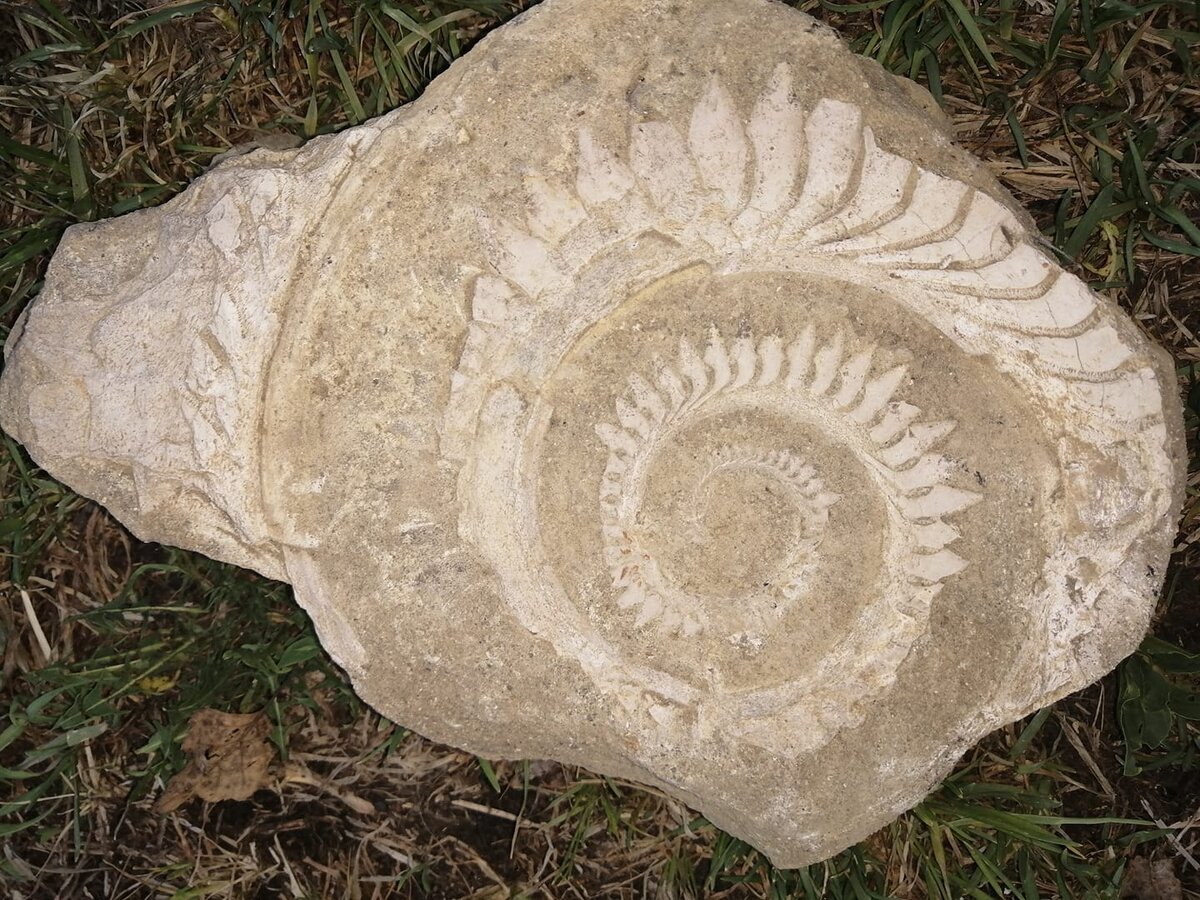 Обложка для нового романа. Реальная челюсть геликоприона.