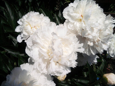 Пионы в саду