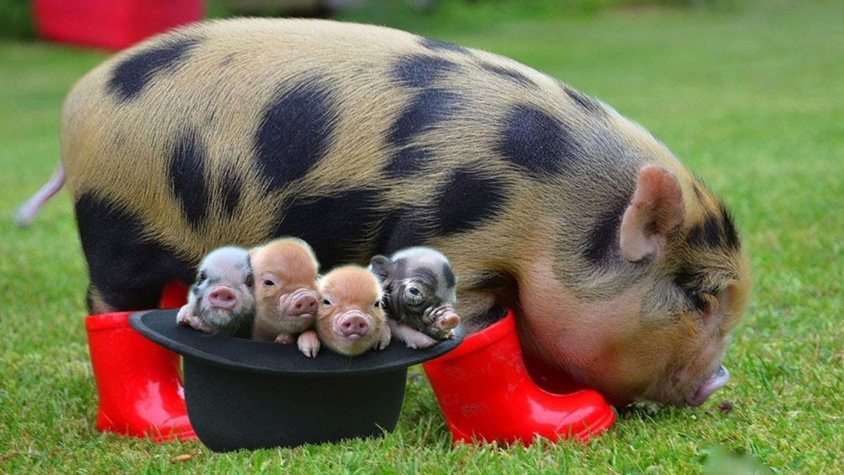 В последнее время маленькие свинки в качестве домашнего животного стали очень востребованы. Миниатюрные хрюшки начали своё путешествие из Германии. Это потомки вьетнамских вислобрюхих свиней.-2