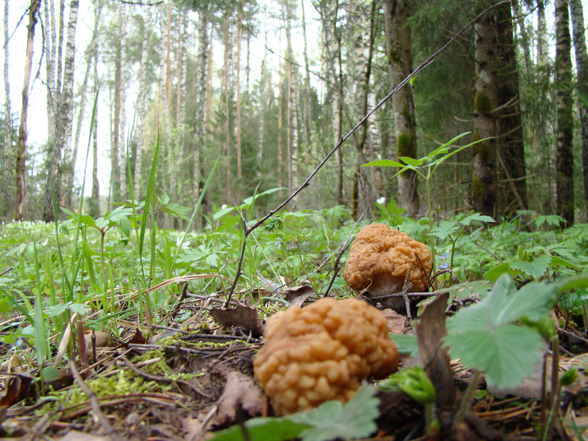 Строчки гигантские. Фото автора.