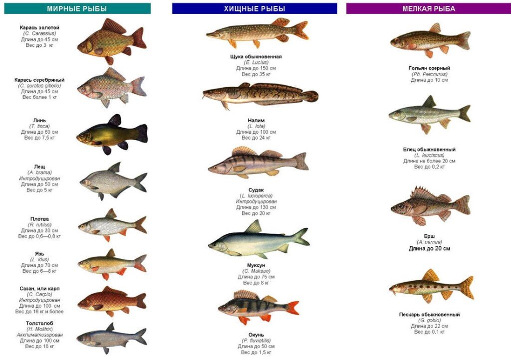 Виды Рыб. Описание и Фото | Список Основных Рыб