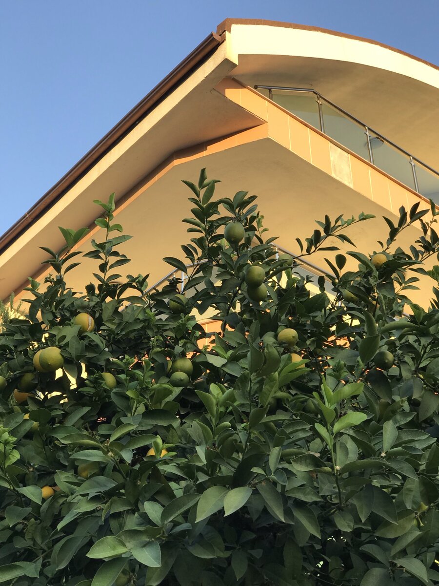 Апельсиновые, лимонные или мандариновые деревья в каждом дворе. Плоды падают, и их даже не собирают. Сколько сока, варенья, джема можно сделать. А сколько витаминов съесть 🙂