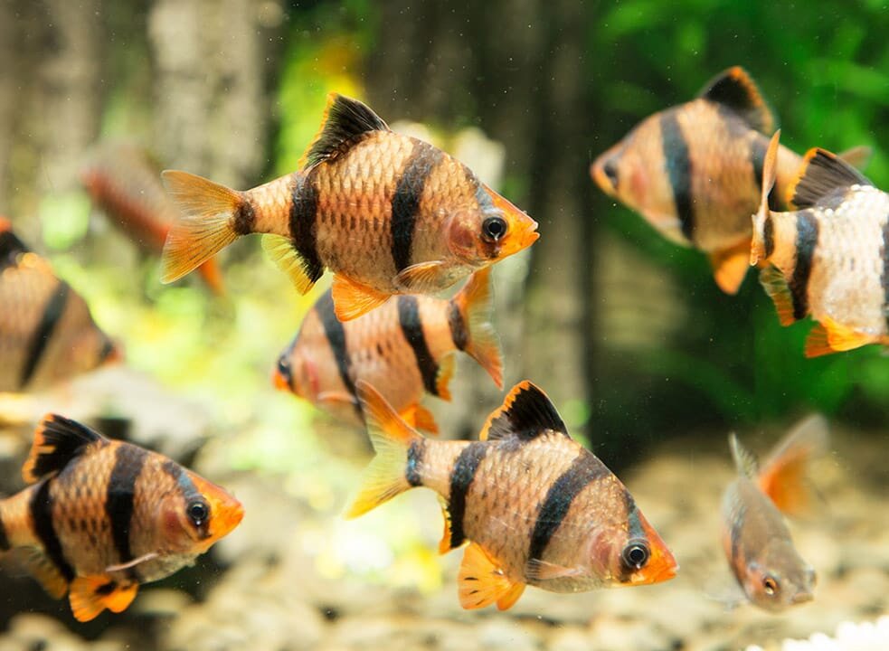 Аквариумные рыбки Барбусы.