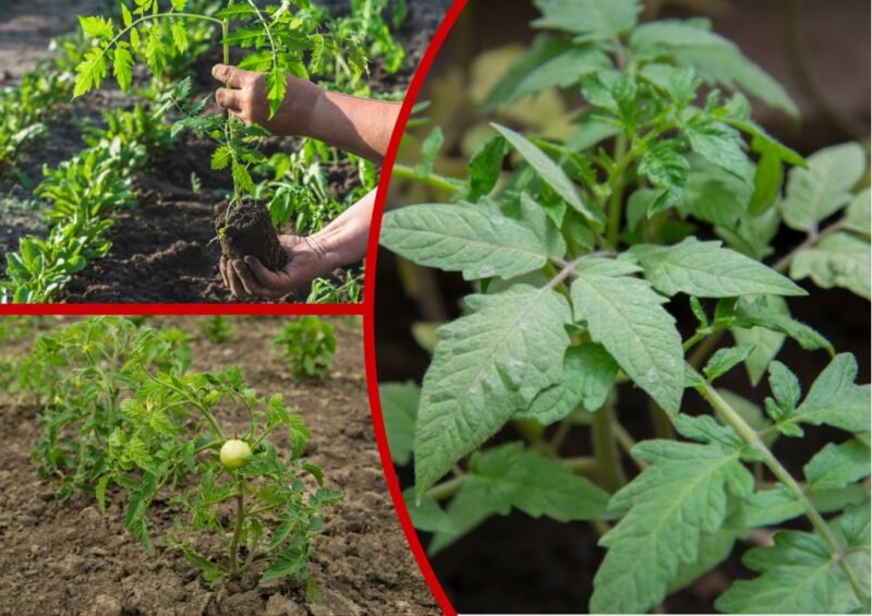 Выращивание рассады томатов в домашних условиях: пошаговая инструкция