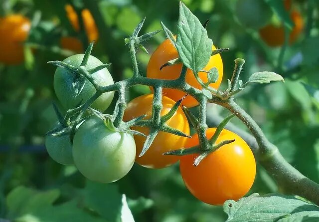 Как вырастить помидоры черри?