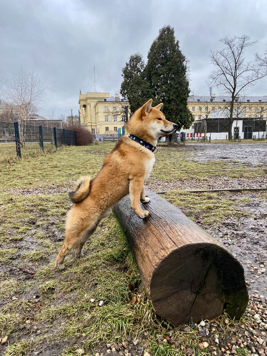 Это я на собачьей площадке