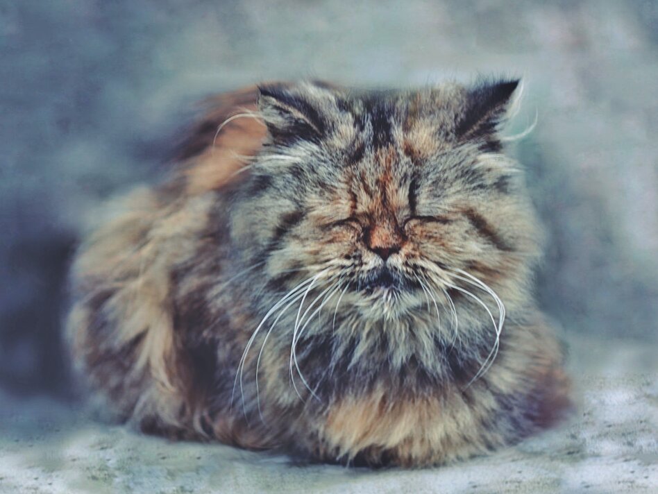 Усыплять или нет старого кота | Кошка.ru | Дзен