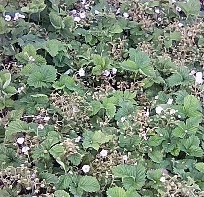 Предпочитаю мульчировать грядки клубники. 