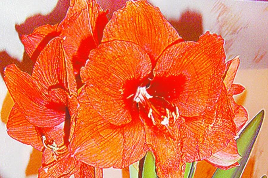 ФОТО «СПб ведомости»