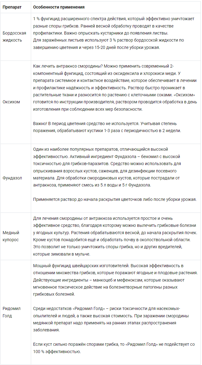 Чем и как правильно лечить антракноз смородины? | Дачник.RU | Дзен