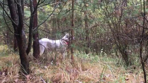 Усадьба Белая Лошадь | Грибные похождения в шикарном лесу | Дзен