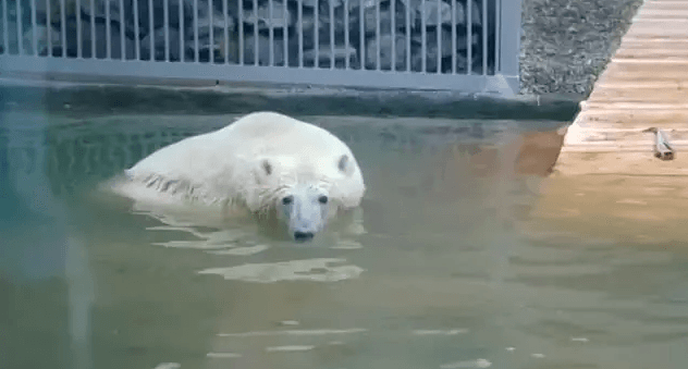    Скрин видео из телеграм-канала Светланы Акуловой