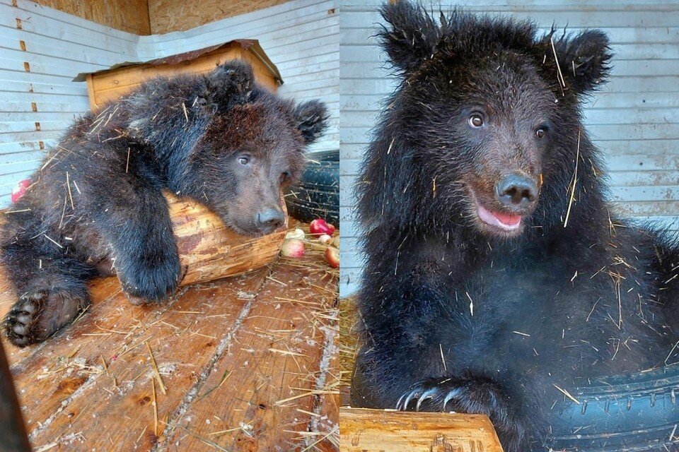    В Новосибирской области выходили двух медвежат-сироток. Фото: animal_nsk – Новосибирск.