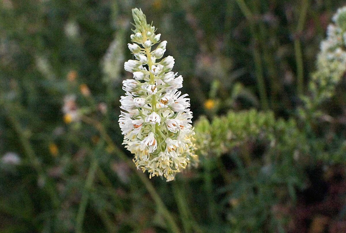 Резеда душистая. Фото: pixabay.com