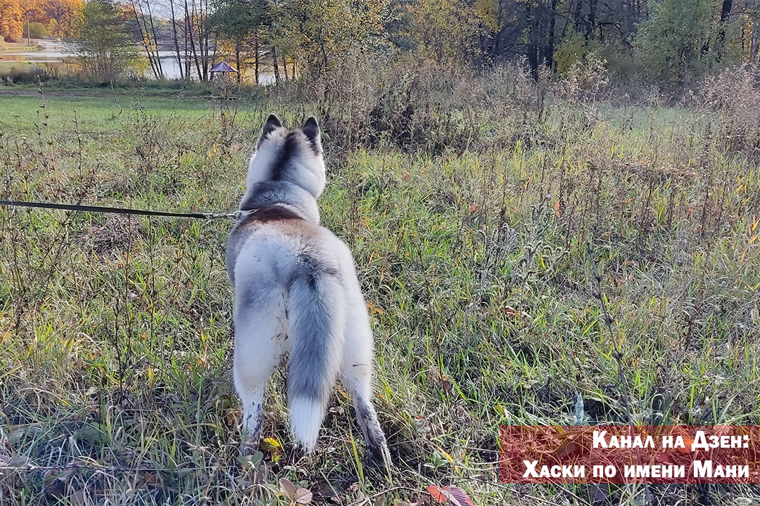 Рука хаски. Хаски по имени Беня. Хиличурл с лицом собаки. Собака лижет сушку