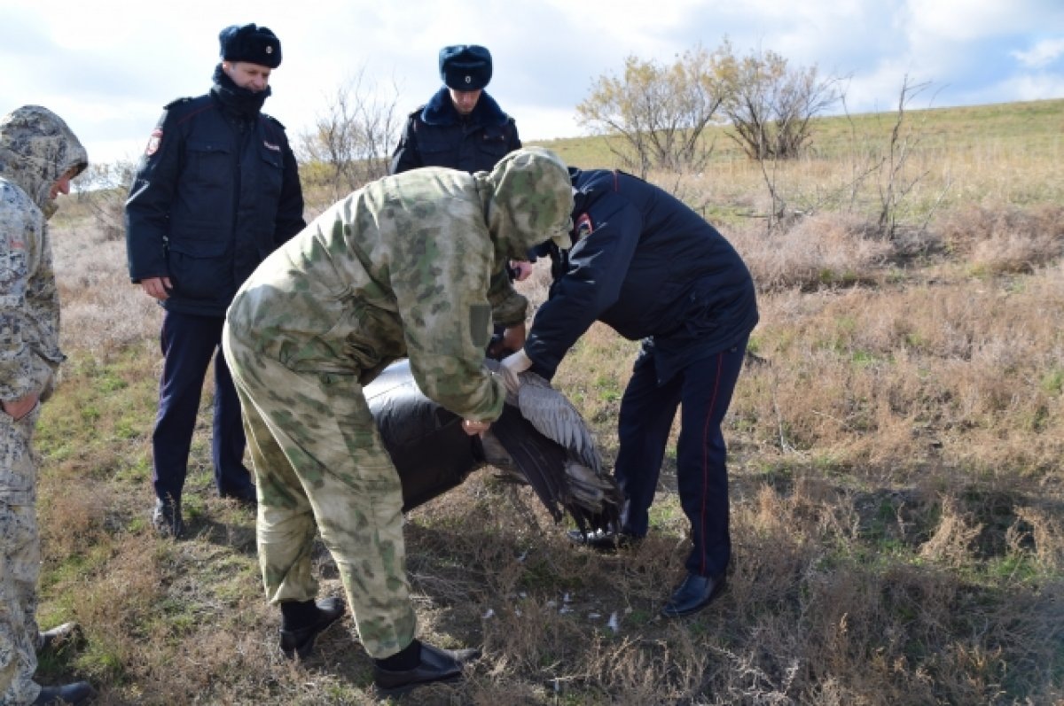    На Ставрополье после гибели от яда 800 животных и птиц завели дело